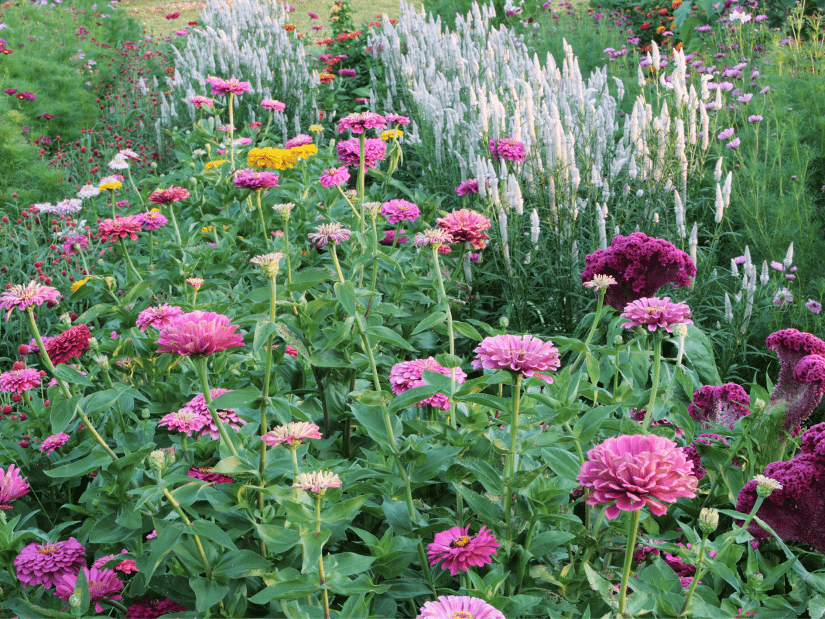 rows of zinnia and celosia in flower garden