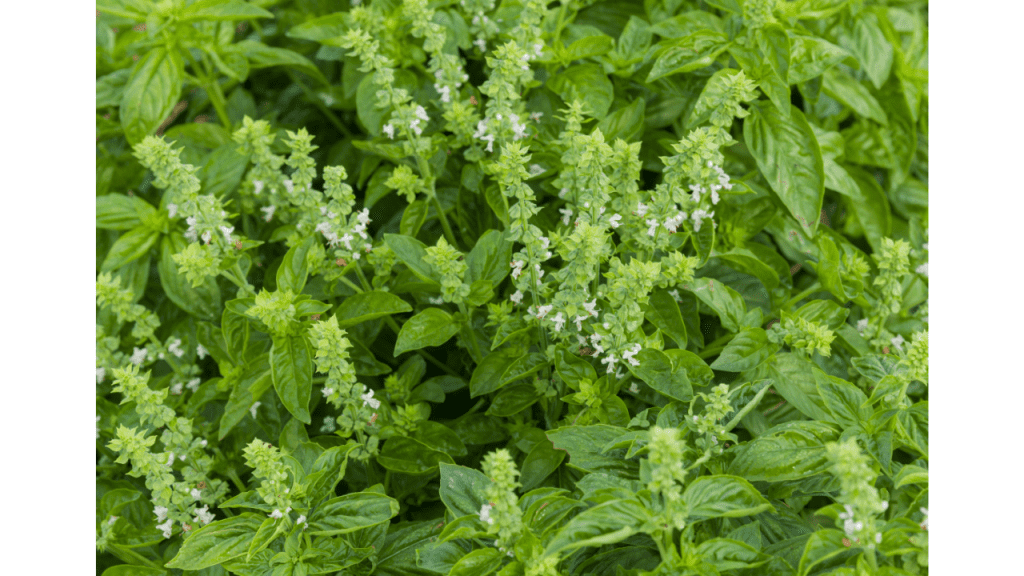 basil plants with white flowers