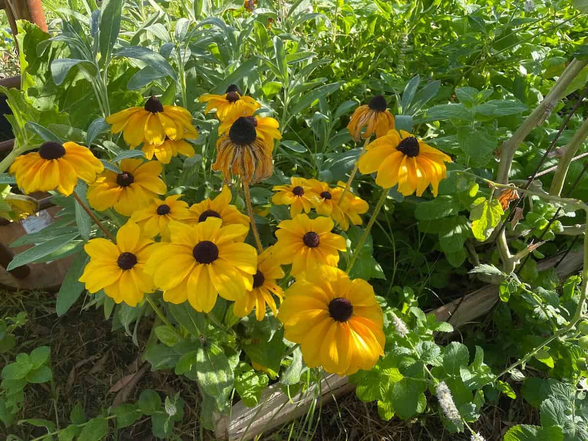 black eyed susan in garden with sage and tomato