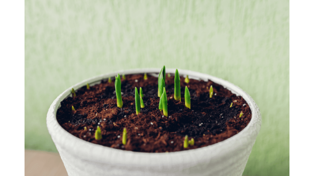 tulip leaves sprouting from soil input