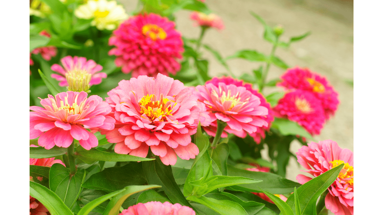 Are Zinnias Perennial Or Annual Flowers?