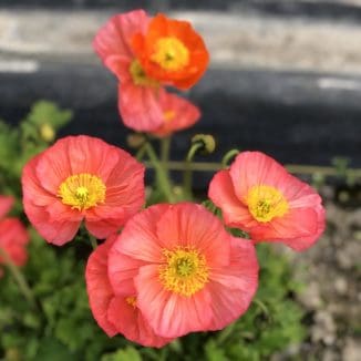 red Iceland poppies