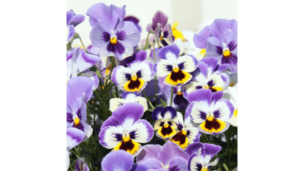 Purple and yellow pansy blooms.