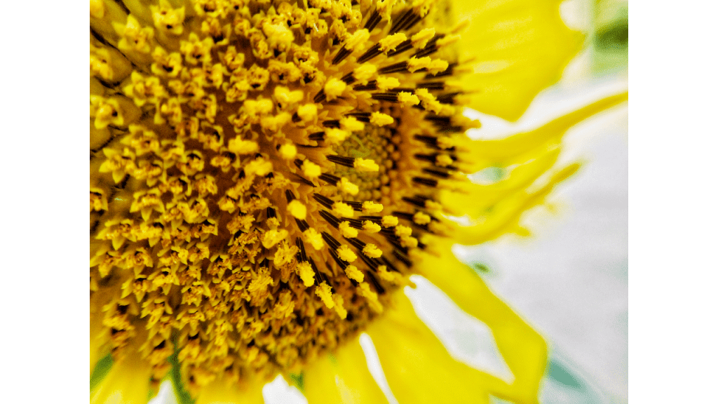 Close up view of the center of a sunflower to show the pollen.