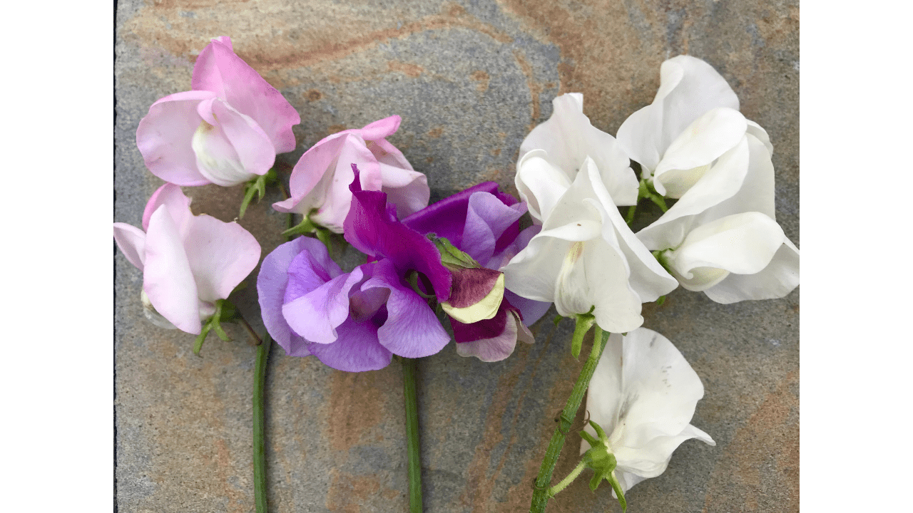 trio of white, purple, and pink sweet peas