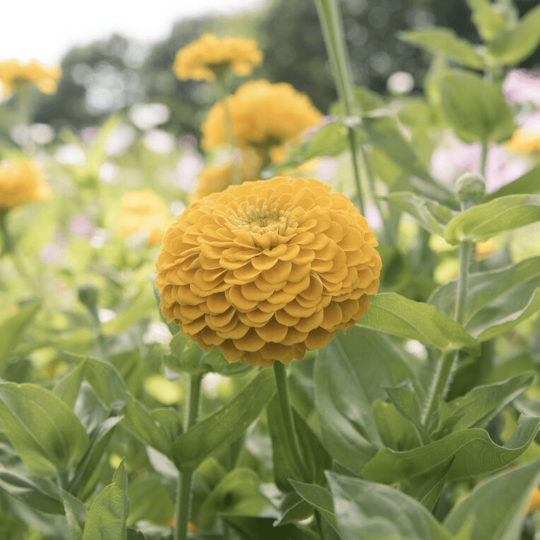 yellow zinnia flower