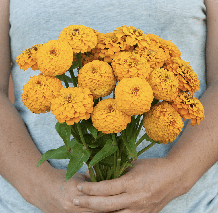 woman holding bouquet of yellow zinnias