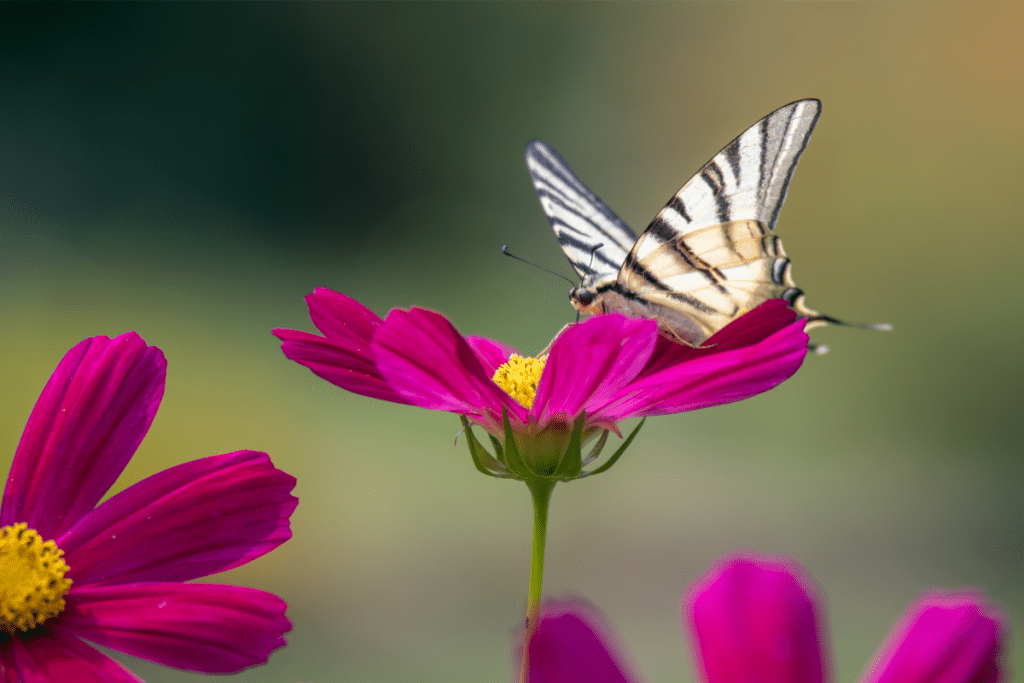 butterfly on pink cosmo