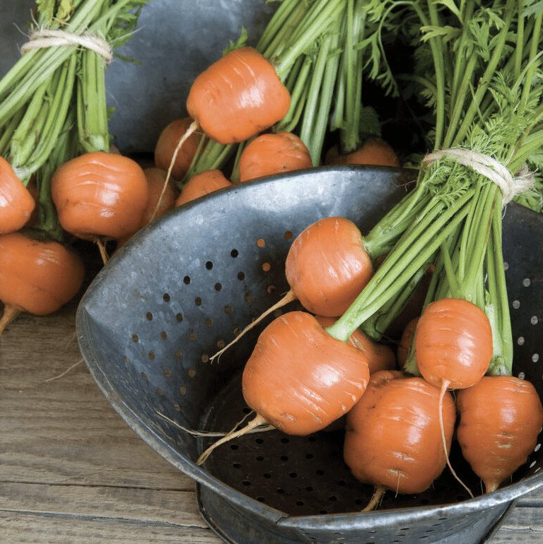small round carrots in a bunch