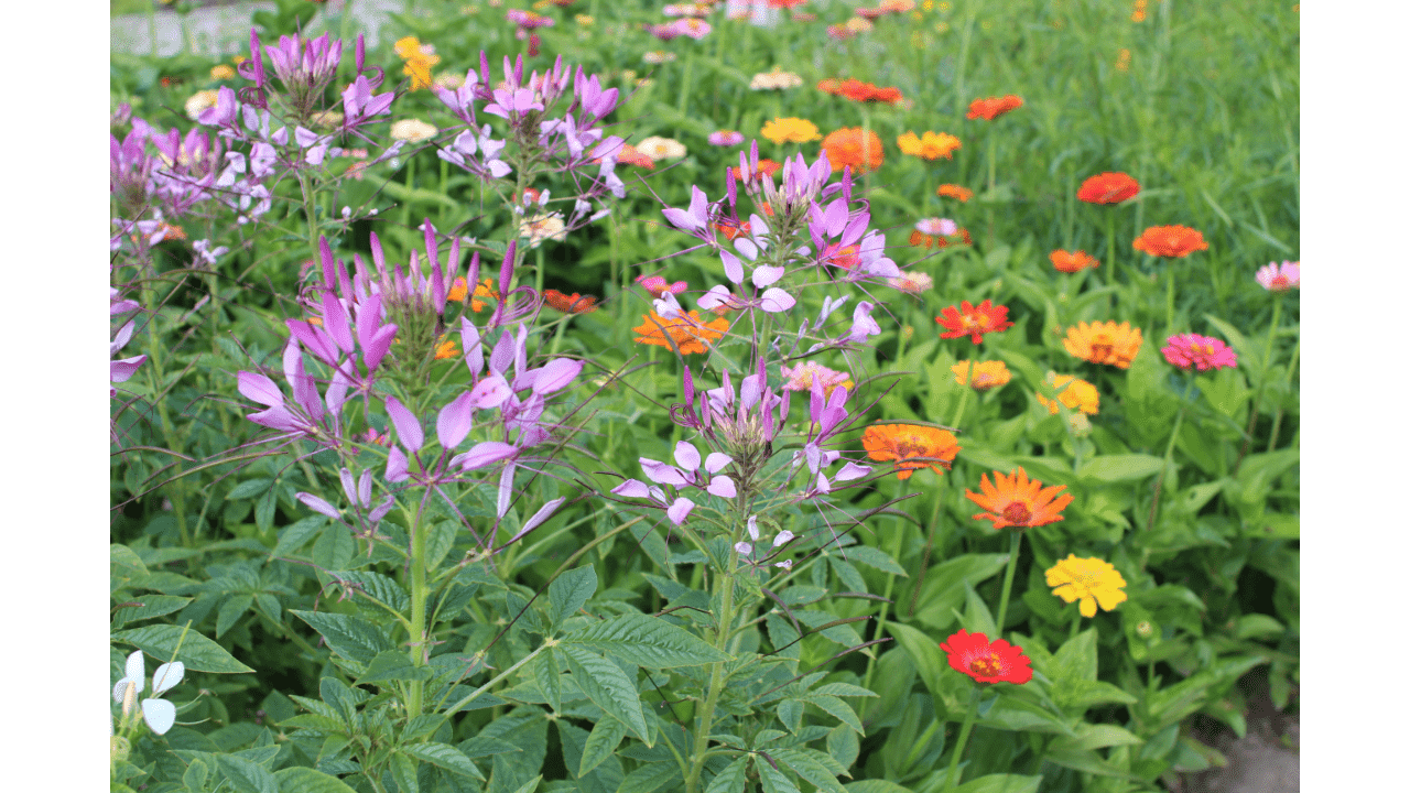 flower garden with cleome and zinnia