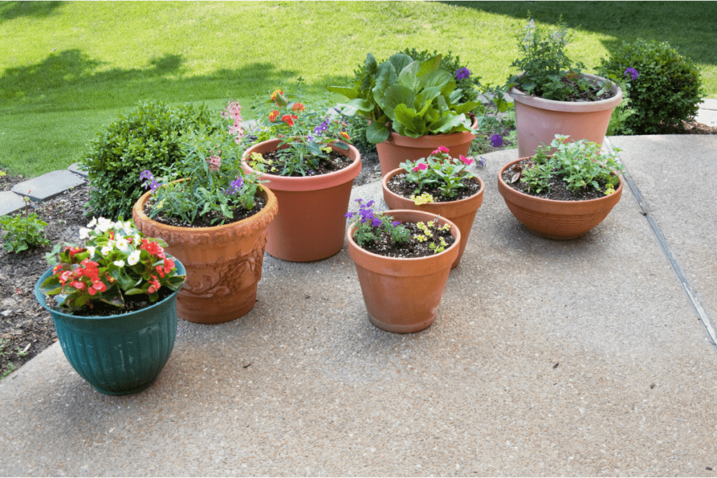 a collection of 8 potted flower plants