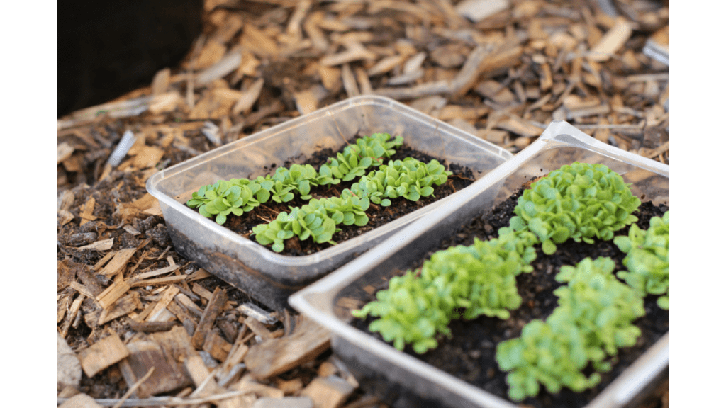 crowded seedlings in tray