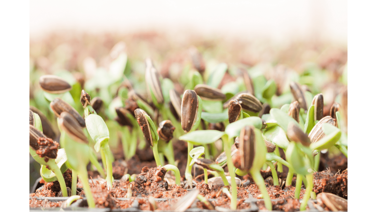 crowded sunflower seed sprouts