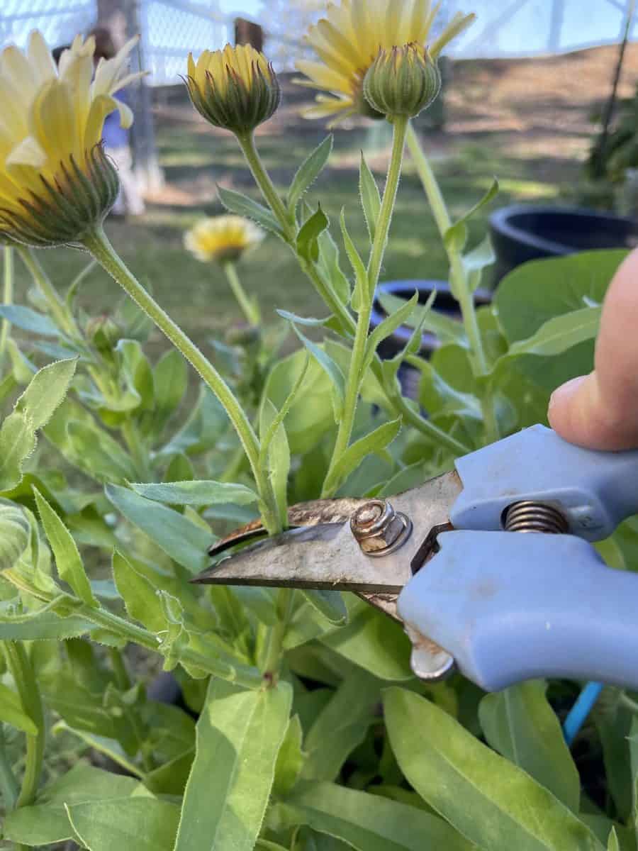 cutting an old calendula bloom