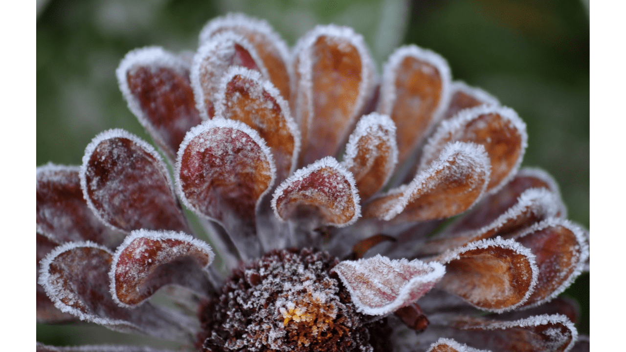 Will A Frost Knock Out Your Zinnia Flowers?