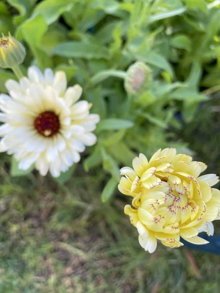 two yellow calendula flowers