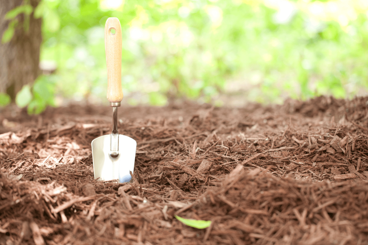 Do You Have To Remove Old Mulch? (Don’t Waste Time)