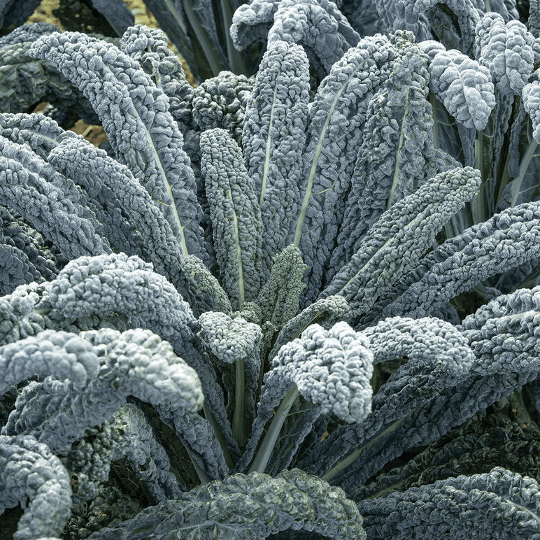 black kale in garden