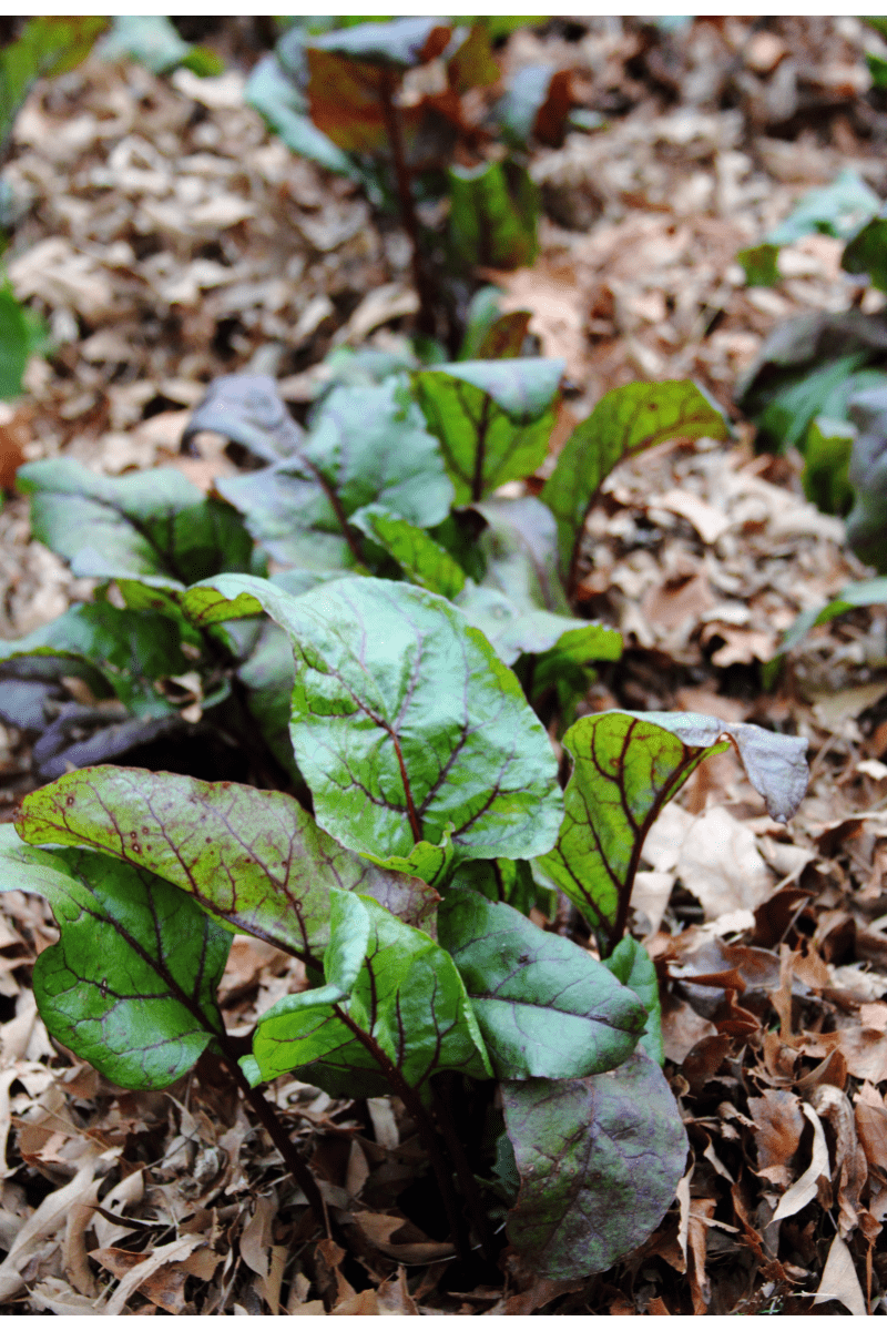 leaf mulch around beet plants