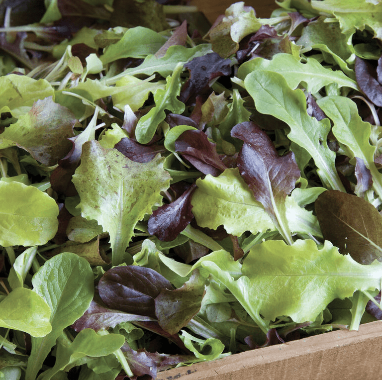 mixed lettuce leaves in bin
