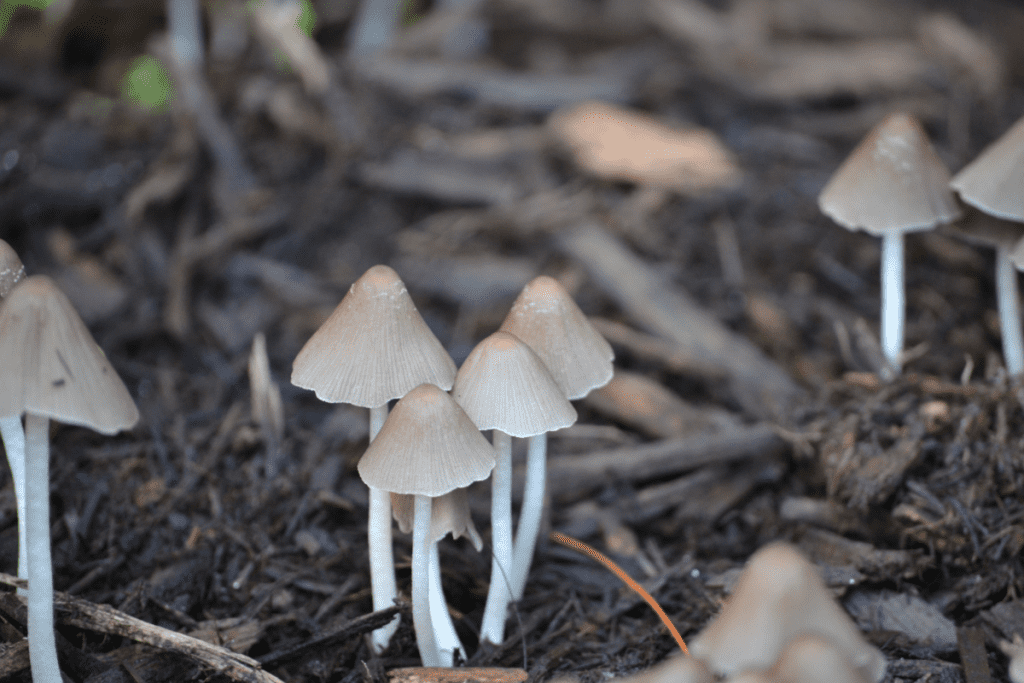 brown mushrooms in mulch