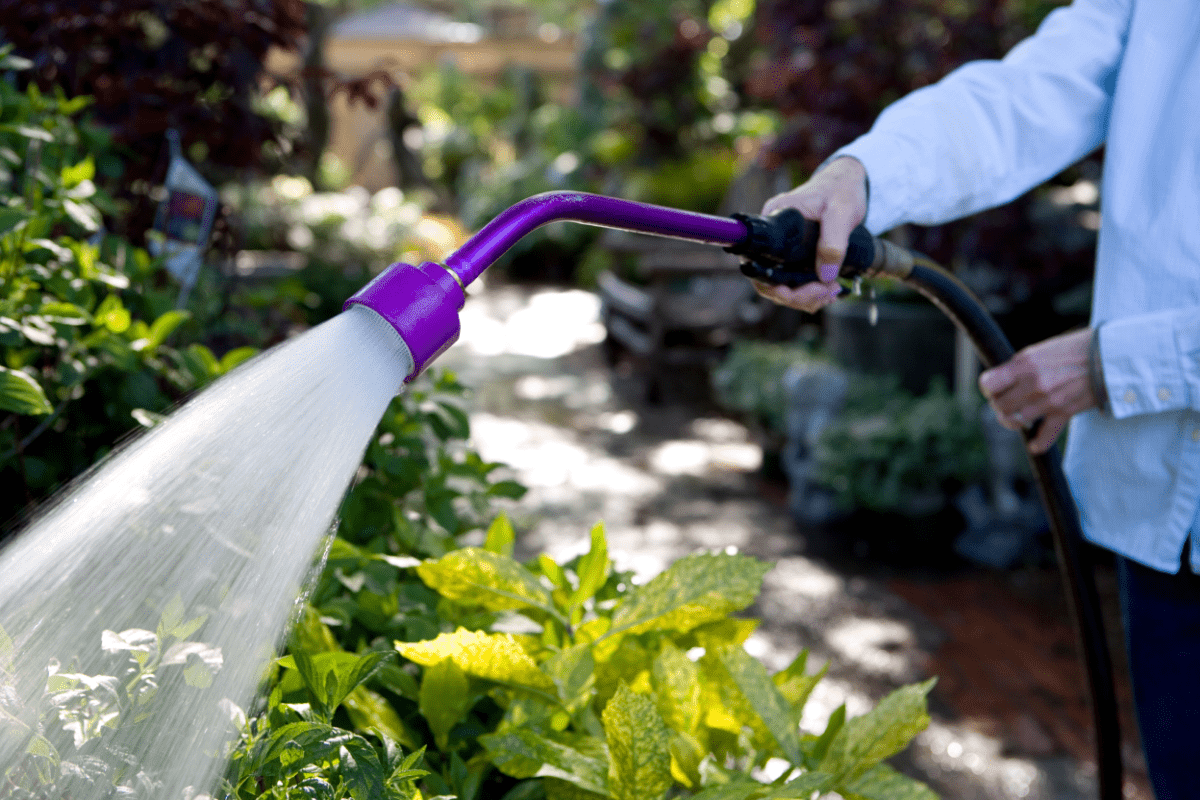 person holding watering wand in garden