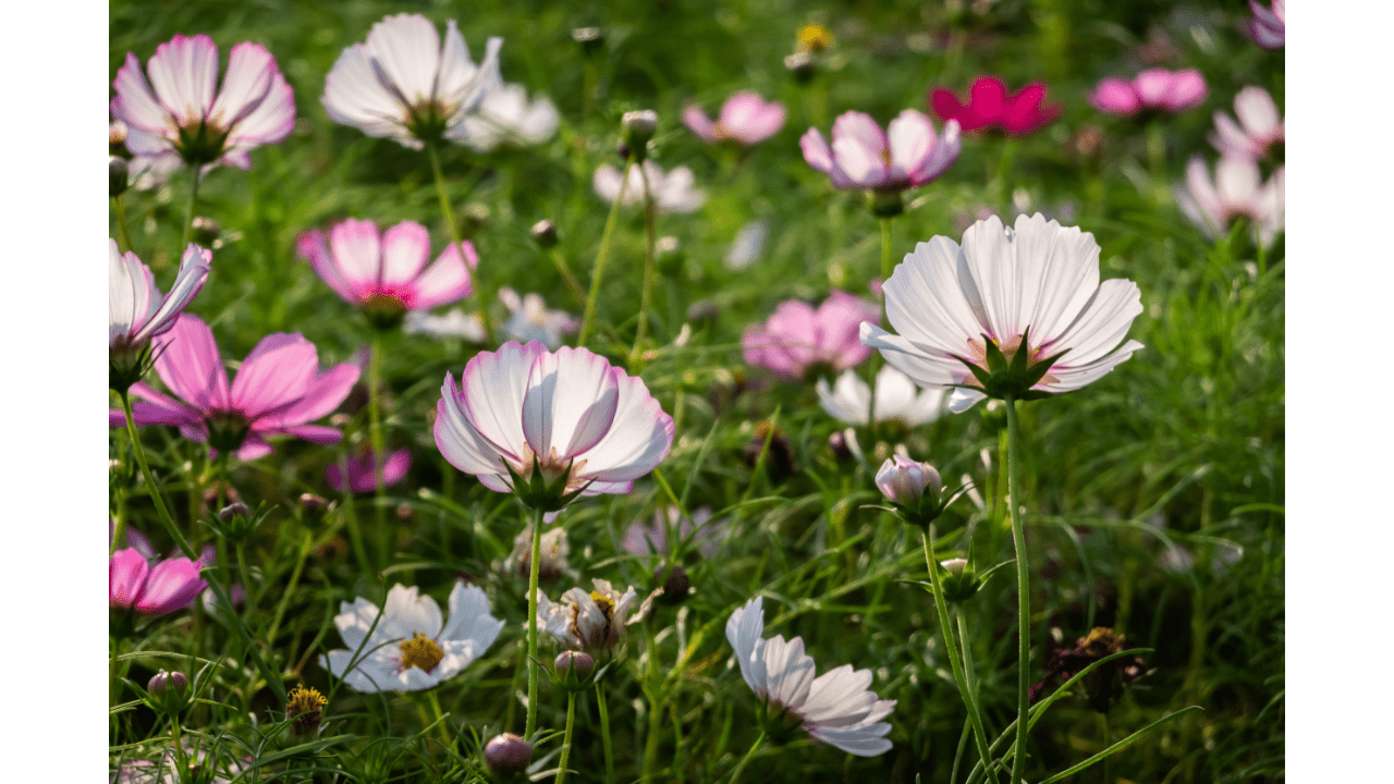 Do Cosmos Bloom All Summer? (3 Tips To Keep Them Flowering)