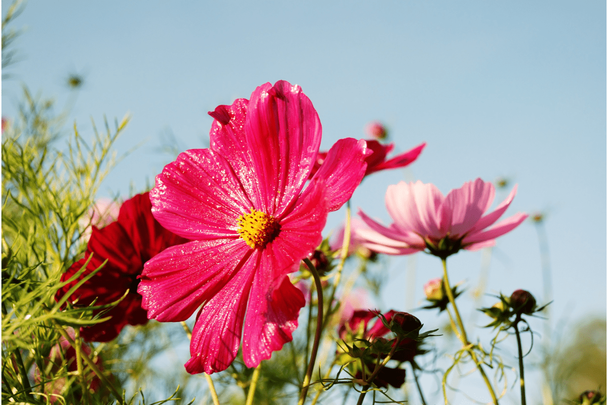 Are Cosmos Easy To Grow? Yes, Especially From Seed!