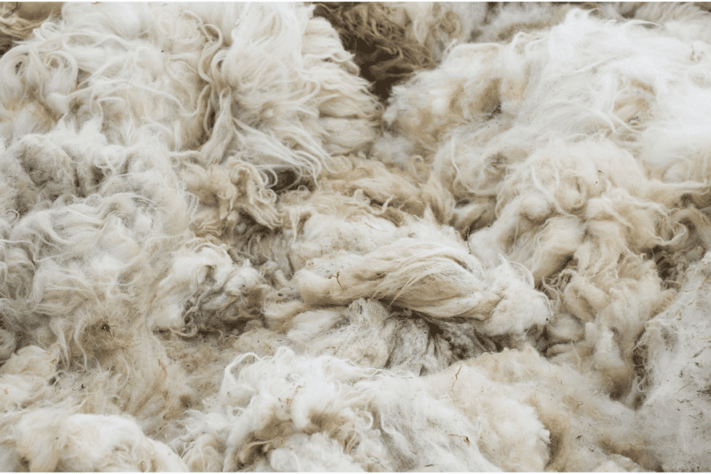 pile of white sheep wool