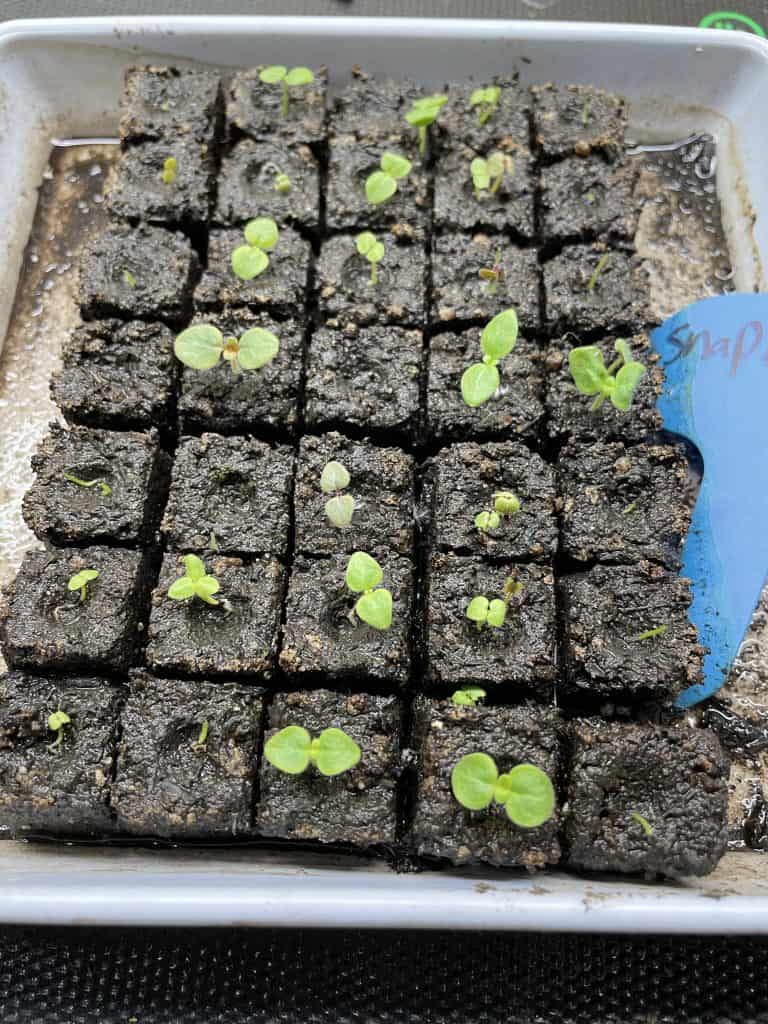 tray of snapdragon seedlings