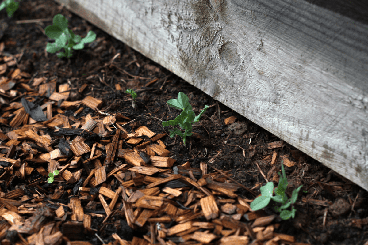 snow pea seedlings in mulch