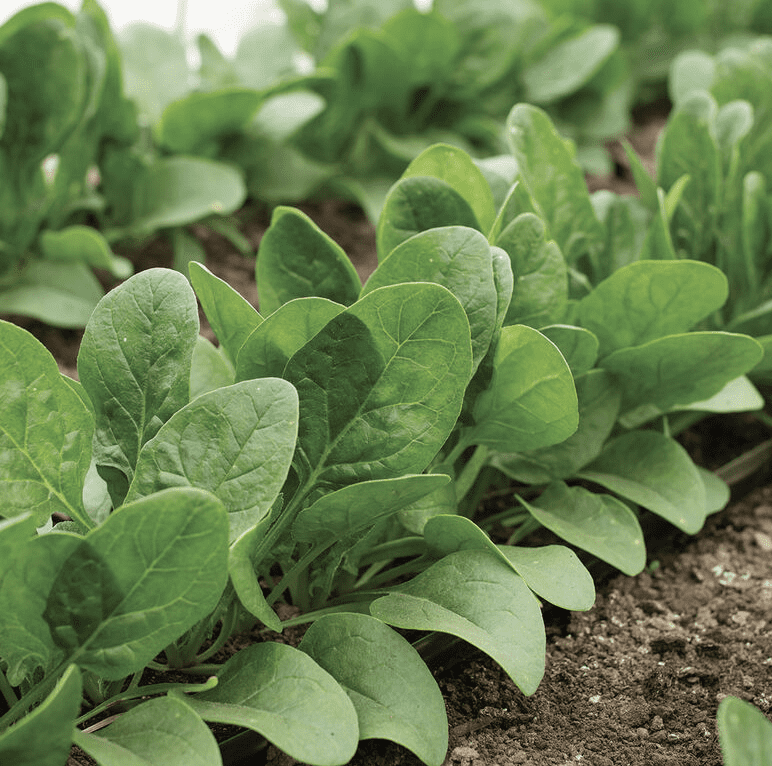 spinach in garden 