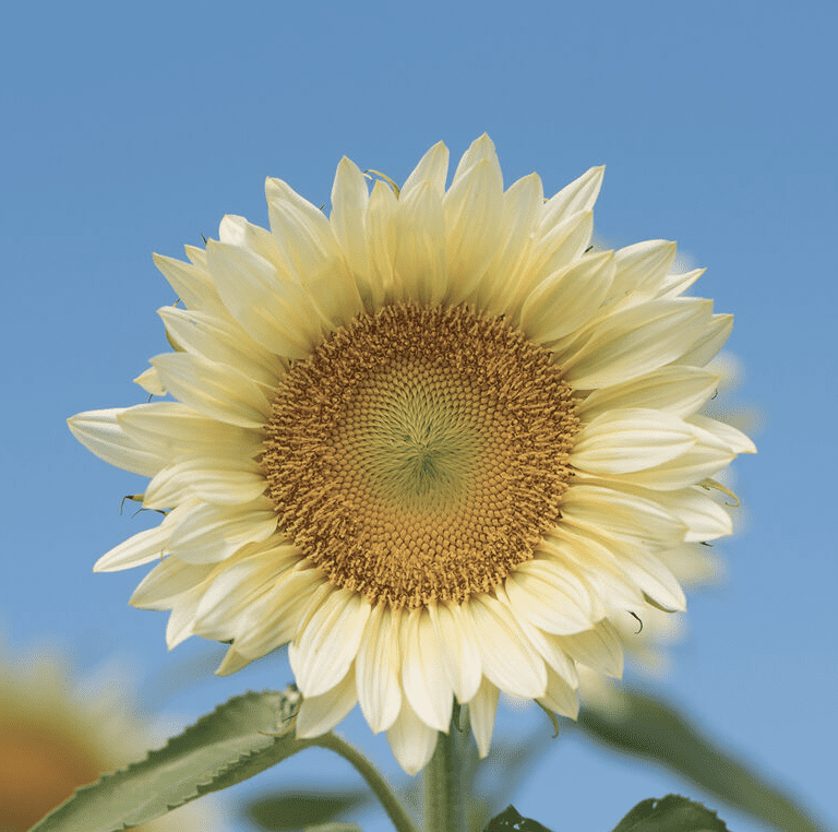 sunflower with cream petals and yellow center