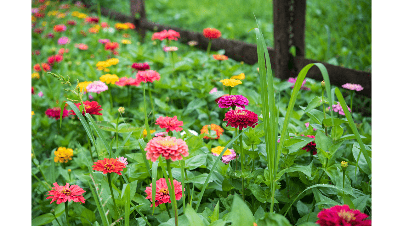 5 Reasons Your Zinnias Are Drooping (Learn How To Fix It)