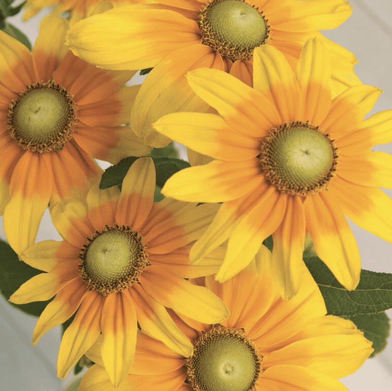 pair sun Black Eyed Susan, yellow petals with orange ring, green center