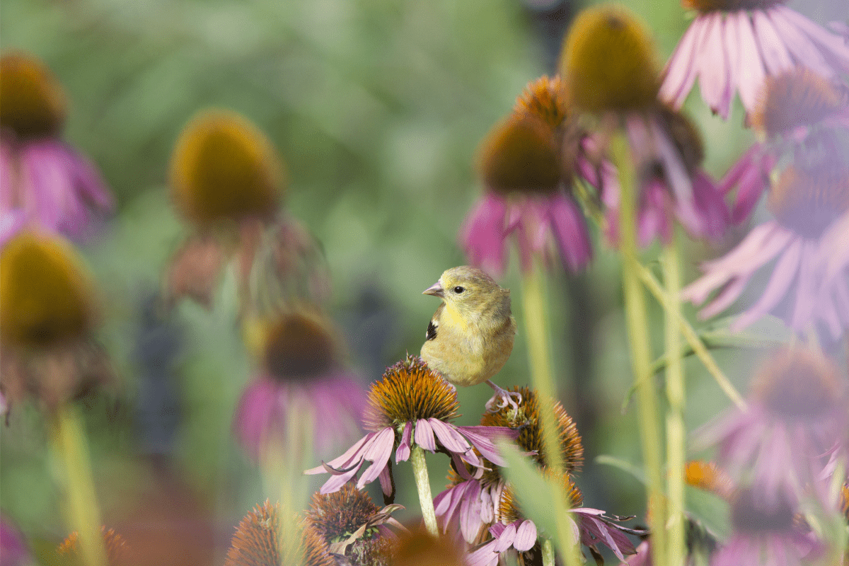 bird perched on echinachea flower