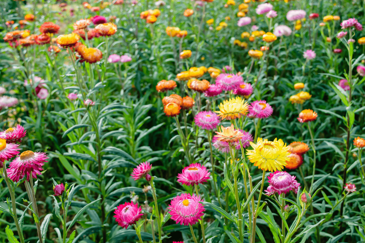 strawflowers in pink, yellow, red in garden
