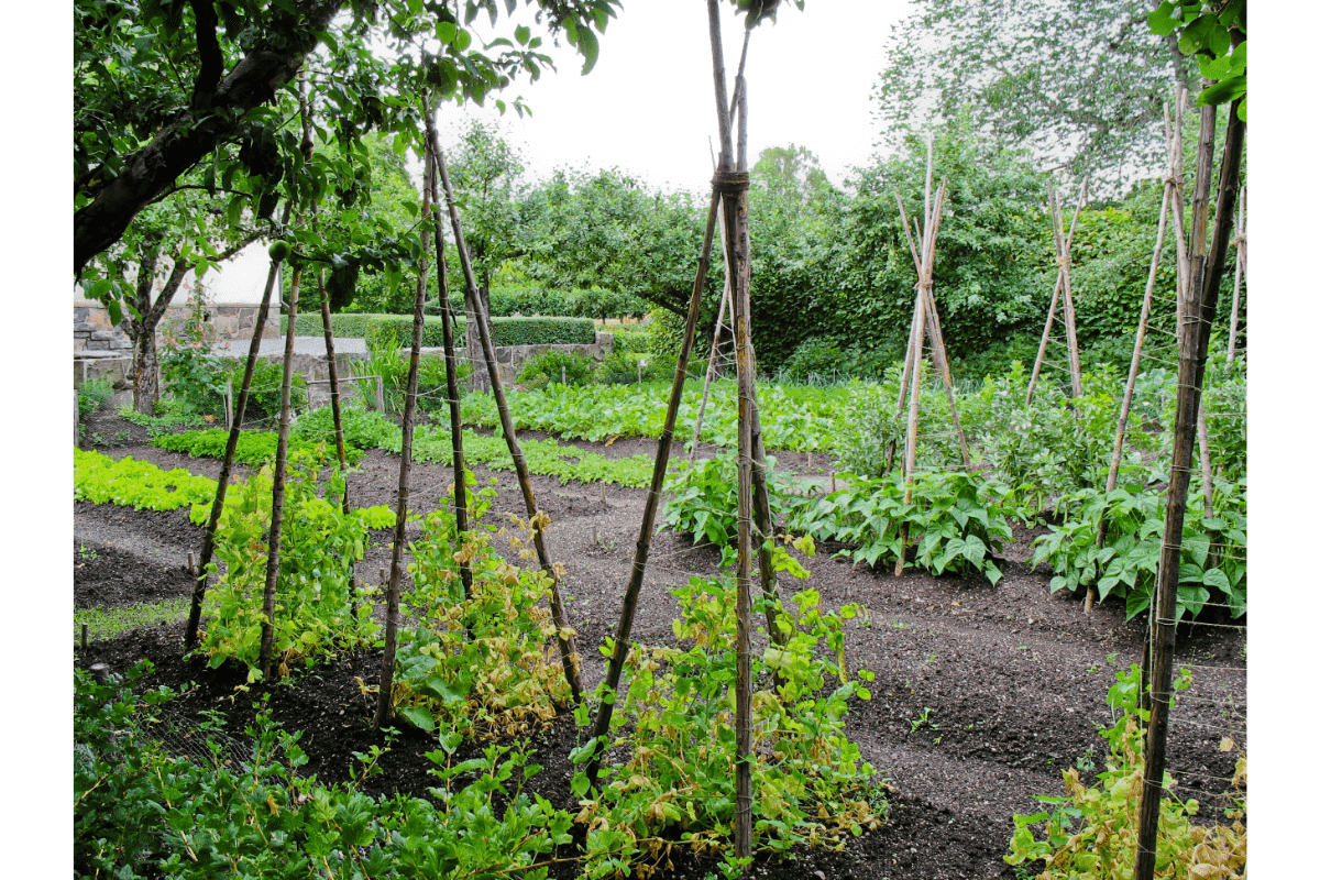 large vegetable and flower garden