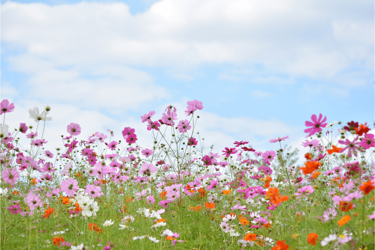 How To Grow Your Own Cosmos: A Step-By-Step Guide