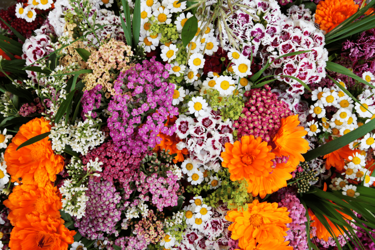 mix of flowers such as phlox, calendula, and statice