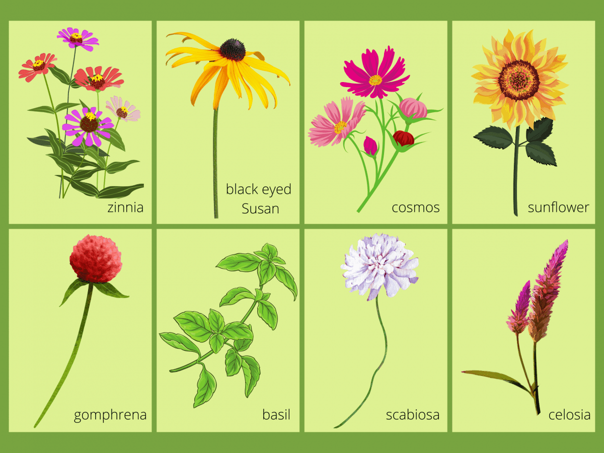 garden layout plan with 8 squares of different flowers