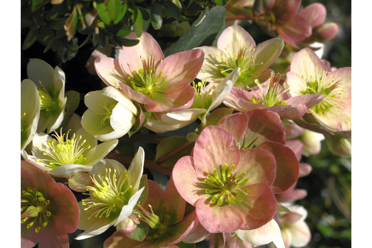 pink and cream hellebore flowers