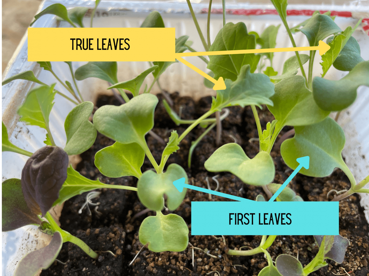image of seedlings with labels pointing to first and true leaves