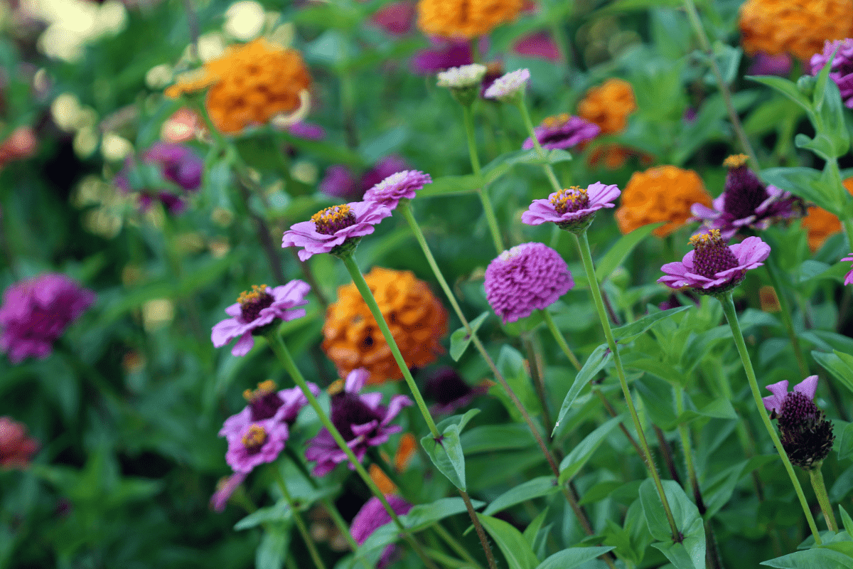 How Much Water Do Zinnias Need To Thrive From Seed To Bloom?
