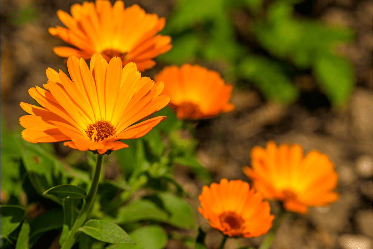 orange calendula flowers 2