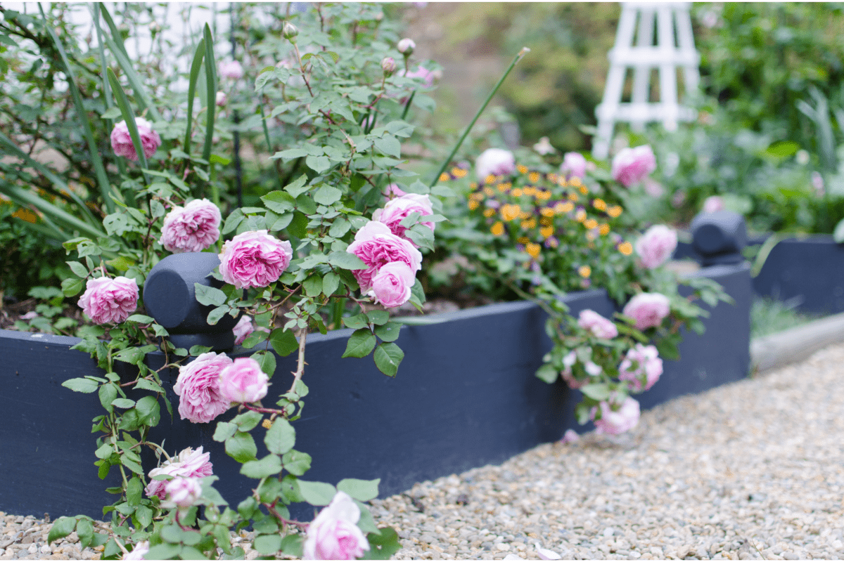 pink roses in raised bed