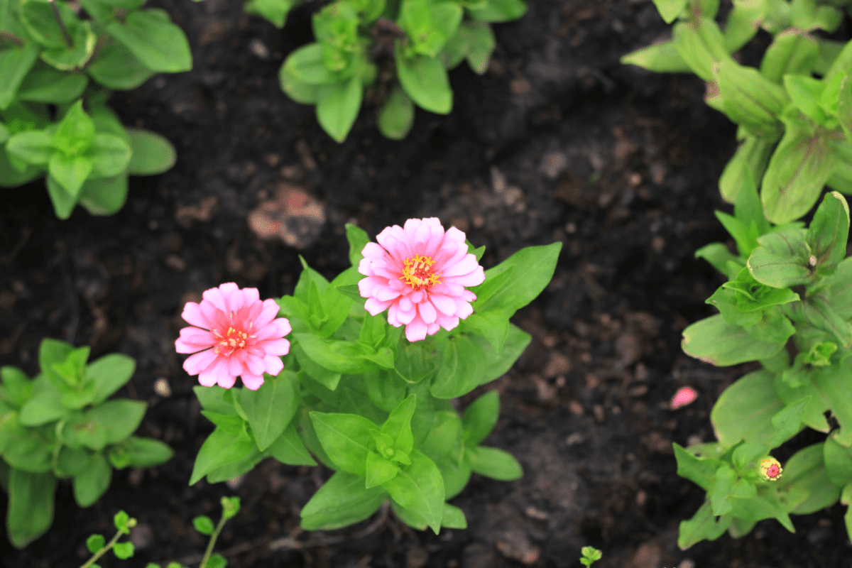 Plant Another Round Of Zinnias (It’s Not Too Late)