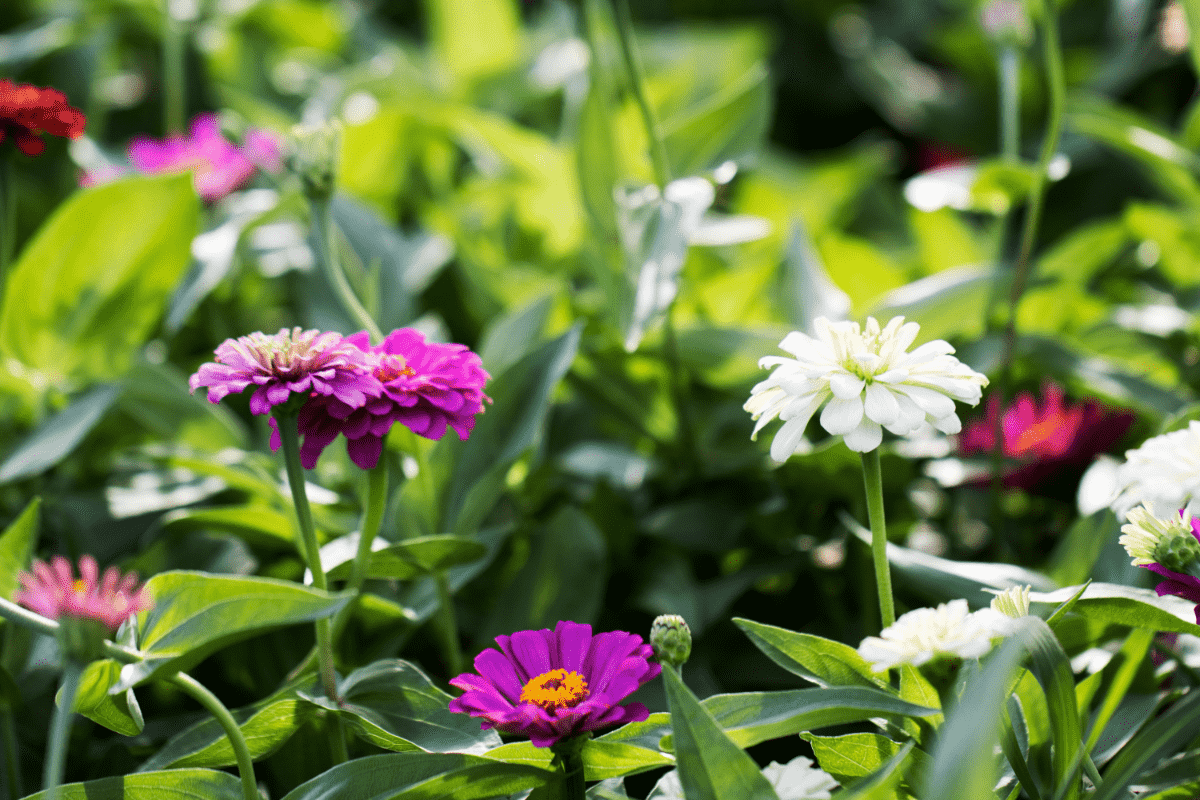 Zinnia Companions: 7 Flowers & Vegetables To Plant With Zinnias