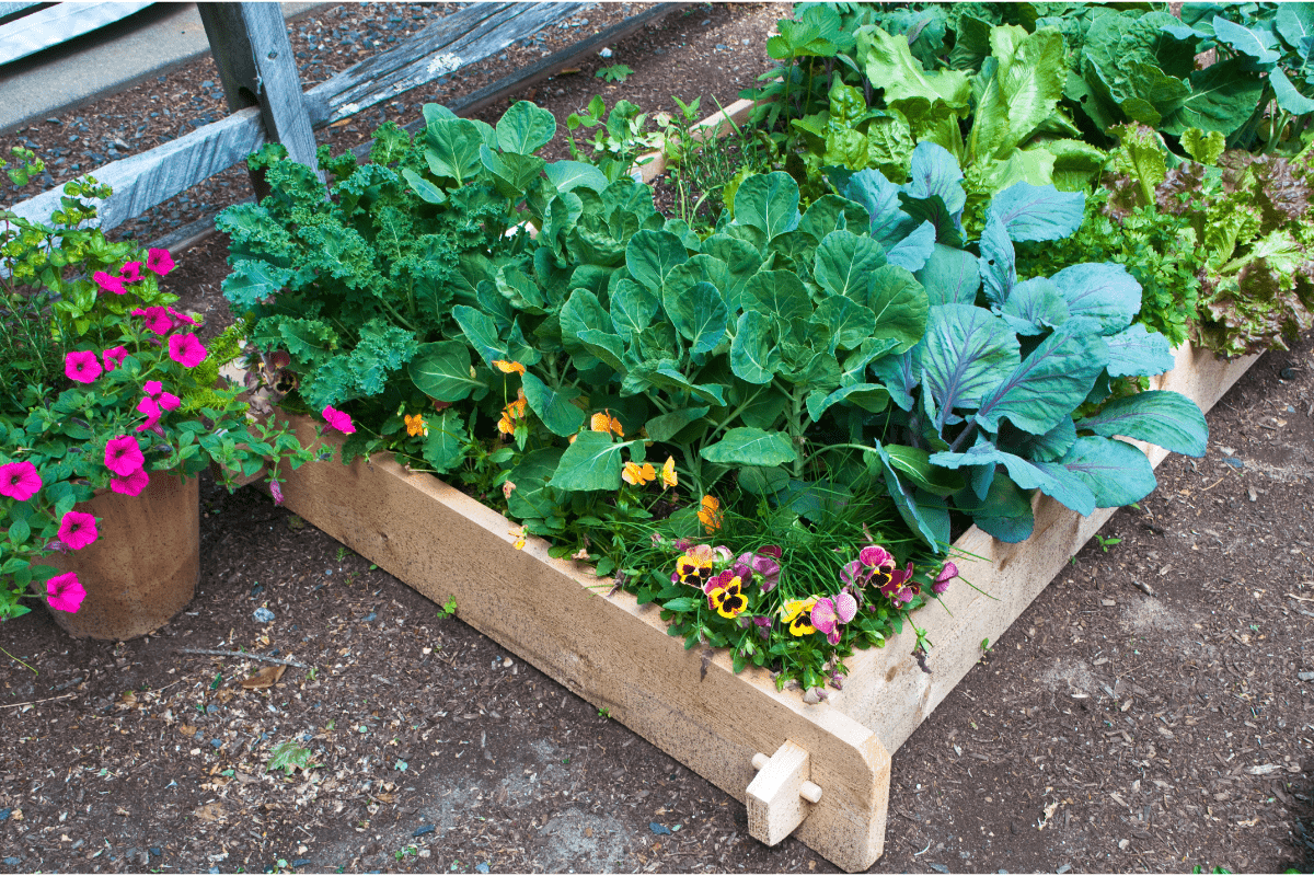 raised bed with flowers and vegetables