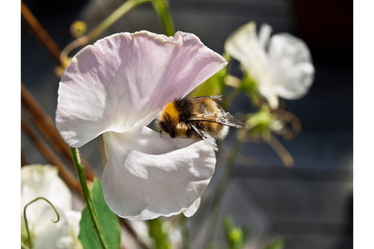 bumble bee on sweet pea flower